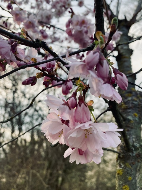 Kizuna @kizuna101 cover picture