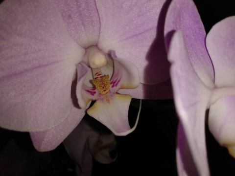 Beauty @koalatkush cover picture