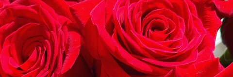 KaiHunnyBunnz ❤️‍🔥 @kyrieborero cover picture