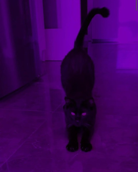 Luna🌙 @l_u_n_a_y cover picture