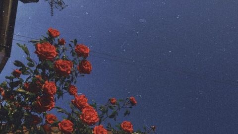 Lacey @laceyking cover picture