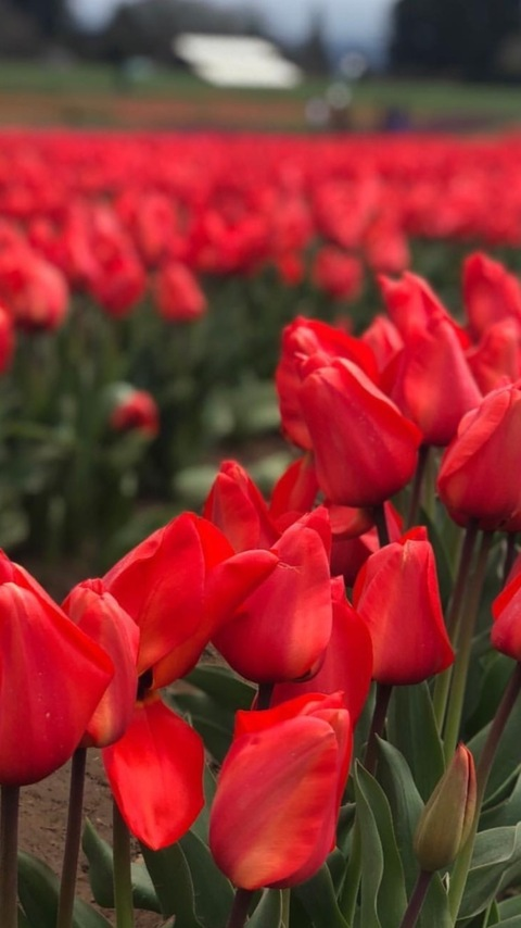 Kitty @laprincesita1 cover picture