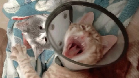 𝓓.𝓑.𝓗 @laviestrrose cover picture