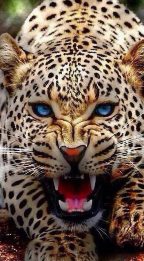 Peach @lcpeachez88 cover picture