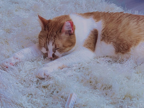 Leana Lovings @leanalovings cover picture