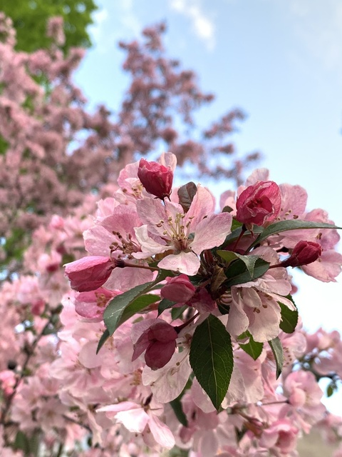 Leona @leonacd cover picture