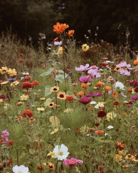 Alexa Sharp ☁✧ @lexasharp cover picture