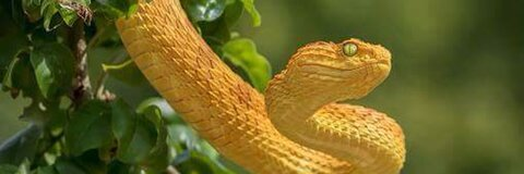 Célina Mochon @liily cover picture