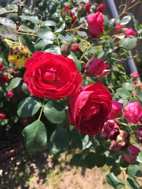 Lily Koi @lilykoi cover picture