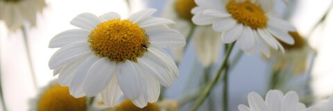 Liv @livlove cover picture