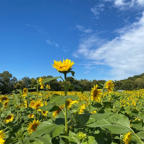 Liz Spring @lizspring cover picture