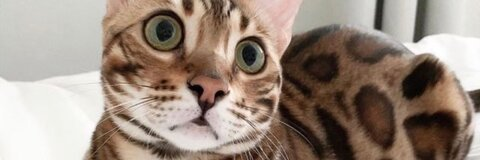 la jefa @londonfab_ cover picture