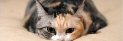 LucyFurrr @lucyfurrr cover picture