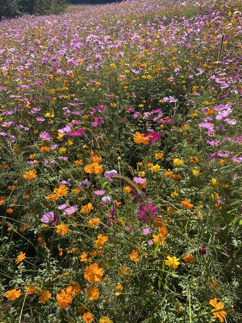 Lemon @malkaline cover picture