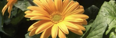 Marissa Nadine @marissaanadinee cover picture