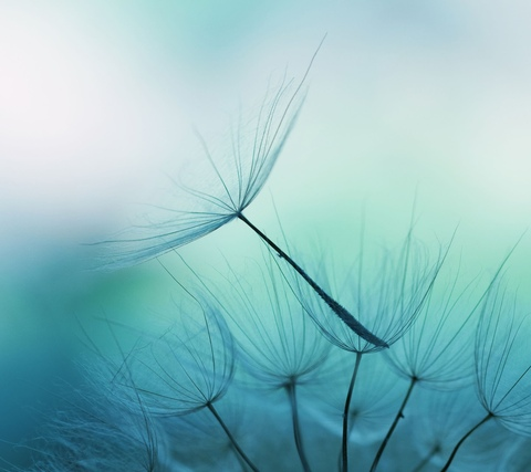 MilaFox @mila-fox cover picture