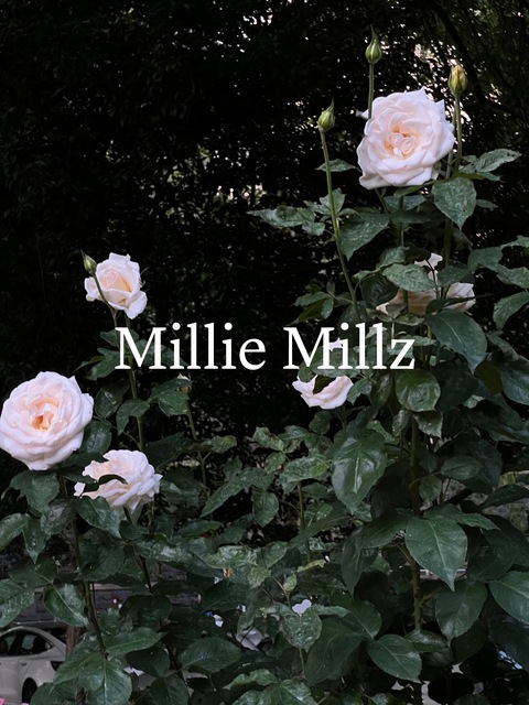 Millz 👼🏻🤍 @milliemillz cover picture