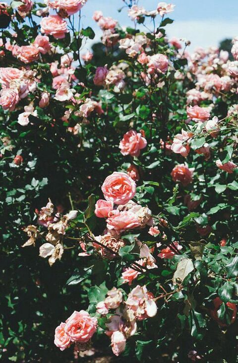 Nichole Ladari @missmoonspirit cover picture