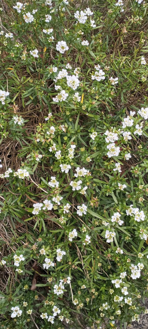 Miss Purrrfect @misspurrrfect cover picture