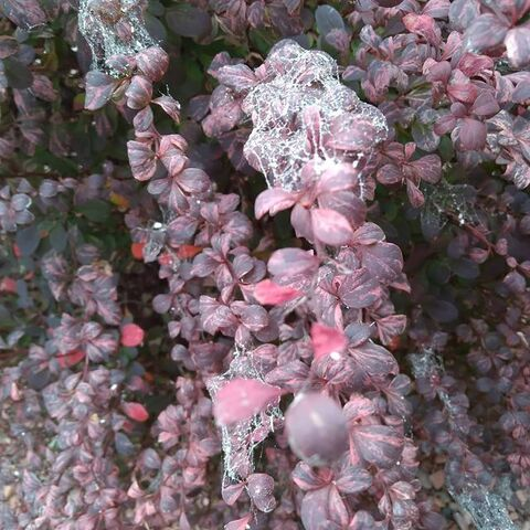 Mistress Zara @mistressstormxxx cover picture