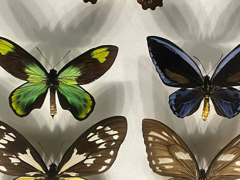 joy @mojitsukitty cover picture