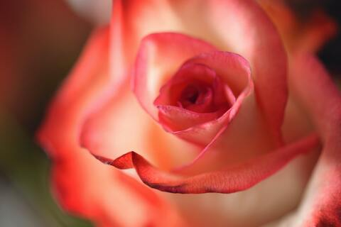 Melissa @moon_pie cover picture