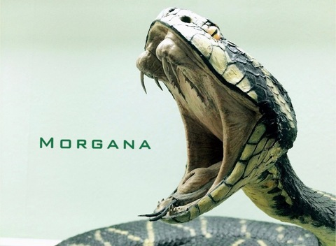 Morgana @morganafire21 cover picture