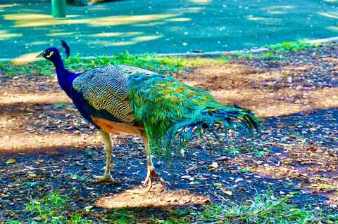 Modest Mary @muslimah cover picture