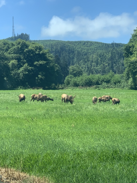 kill me @nah_nope cover picture