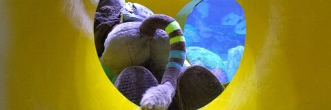 ✨🌟Nexa🌟✨ @nexaferret cover picture