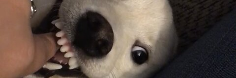 nesha @nftushy cover picture