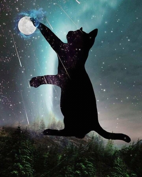 NaaUwU @niris cover picture