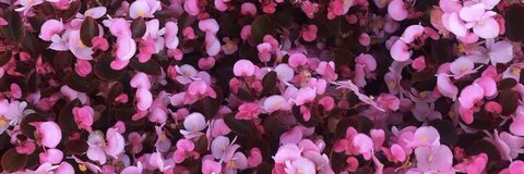 Nayema Hajjar @nkizzllee cover picture