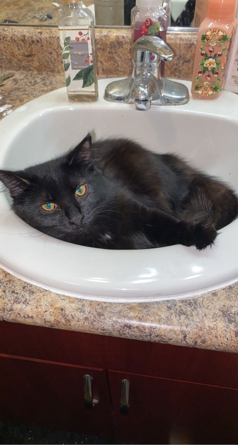 Anna @noteasybeinwheezy cover picture