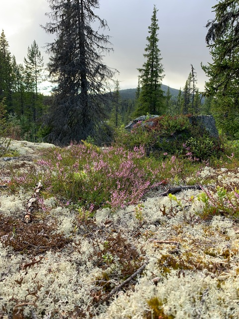 Ida @notielinh cover picture