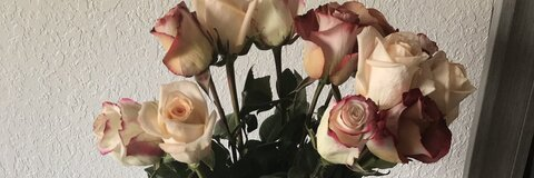 Ivon @oh_ivon cover picture