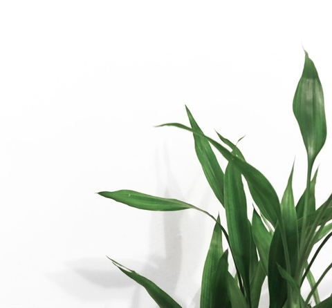 𓂁𓂄🌿 v e r a ⠀i v y @onlinegirl cover picture