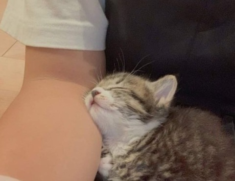 Meoww @ovantin cover picture