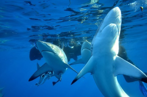 Sharkman @pacifier cover picture