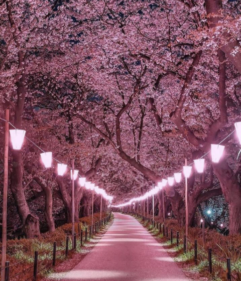 TARZAN PAPI 🦍 @papitarzan cover picture