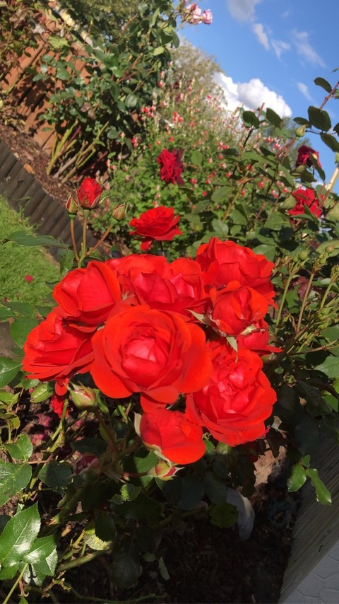 Peach @peachy212 cover picture