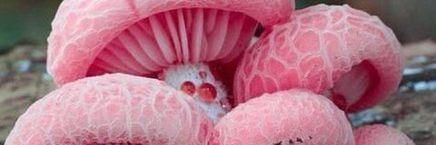 Riya 🧚🏽 @peachyriya cover picture