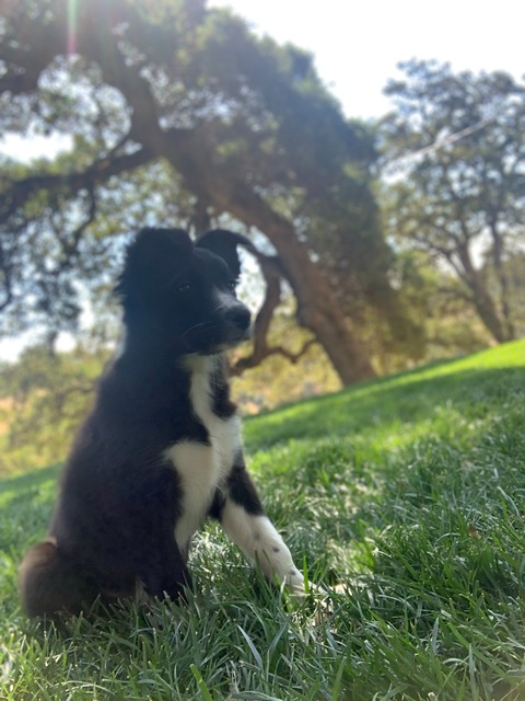 Pedretti @pedretti cover picture