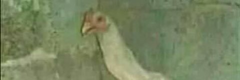 Pereir0n @pereir0n cover picture