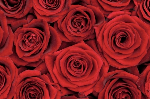 Mia @persian_210 cover picture