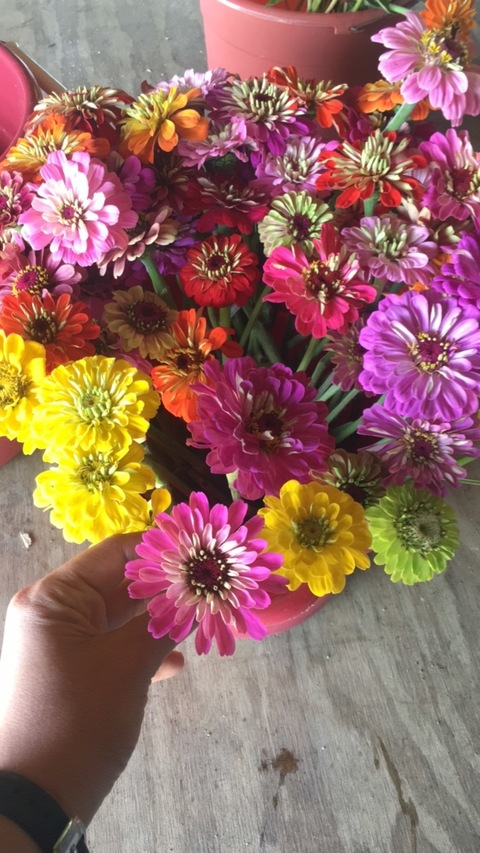 Philippines coding @philippinescodding0 cover picture