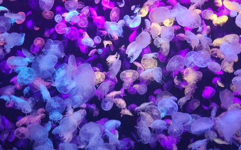 Chrysalis @pinkumonsutta cover picture