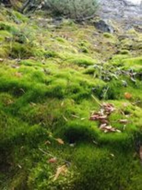 Piper @piperstar cover picture