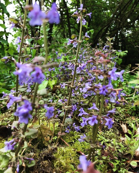 ✨ Plant fairy ✨ @plantfa1ry cover picture