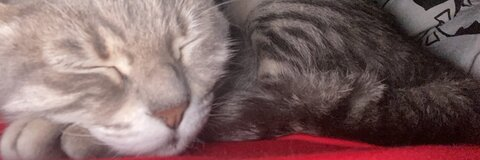 rüya @poinegd cover picture